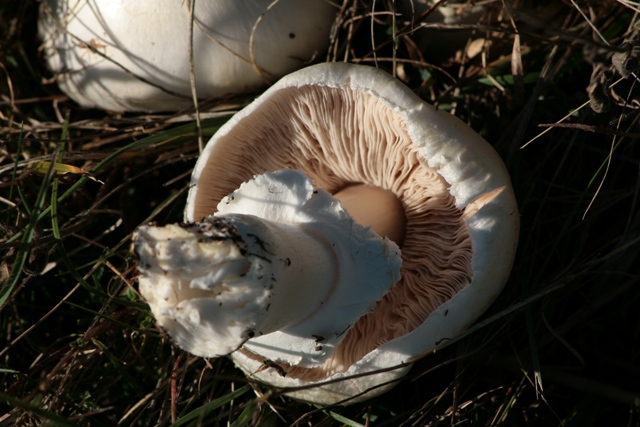 Agaricus praeclaresquamosus?